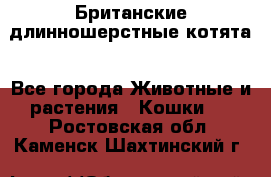 Британские длинношерстные котята - Все города Животные и растения » Кошки   . Ростовская обл.,Каменск-Шахтинский г.
